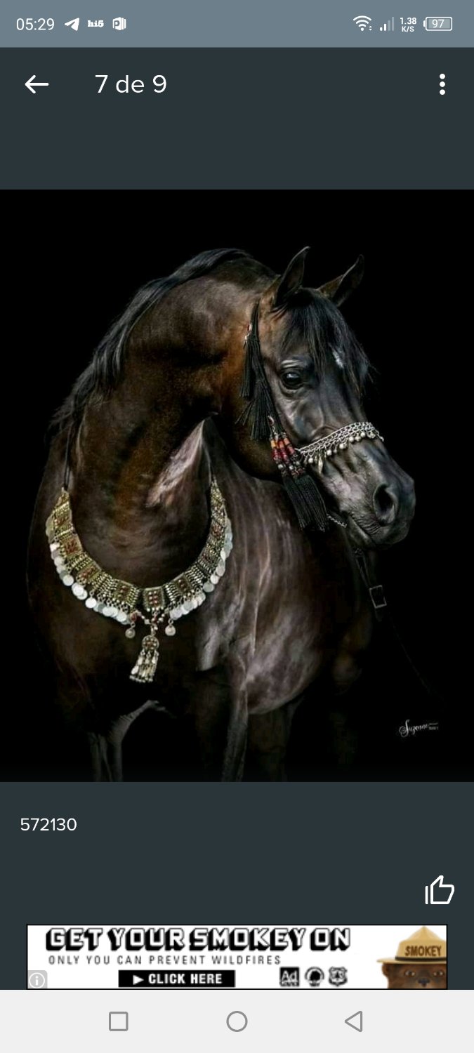 Ecuador 🇪🇨🐔 banner