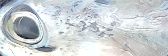 ベークライト banner