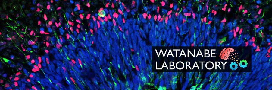 Momoko Watanabe Lab banner