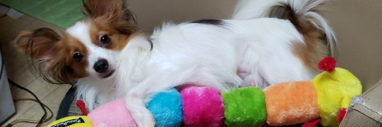 パピ🐶とかなの日常な呟き🐦💗🍀✨🎶 banner