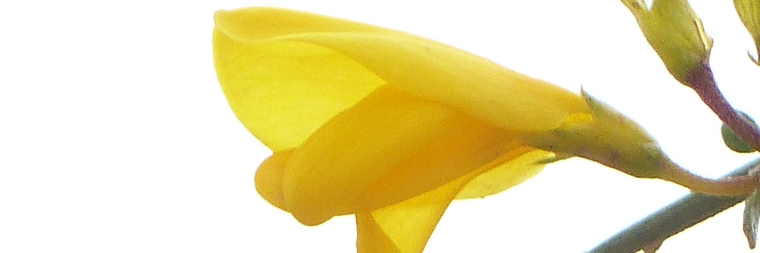 CasanovaLl's profile banner image