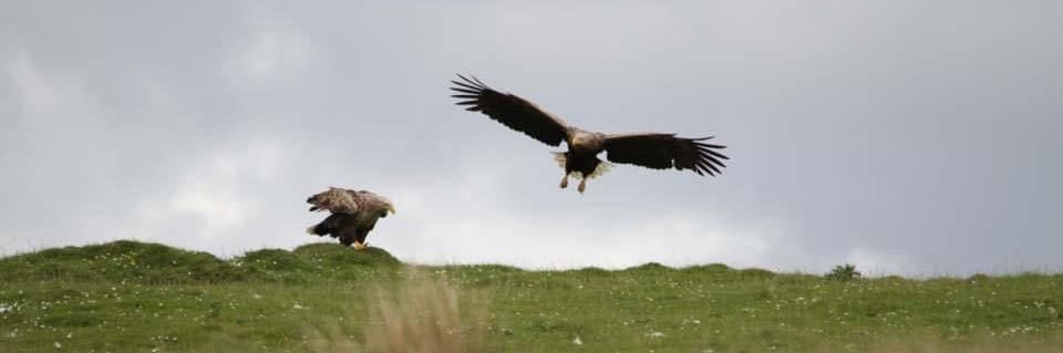 Gary Turnbull banner