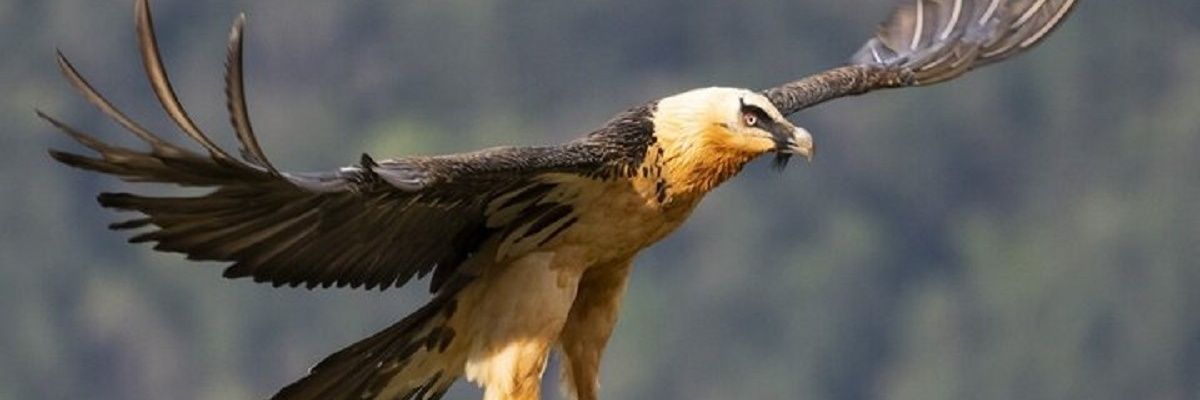 IranBirdies's profile banner image
