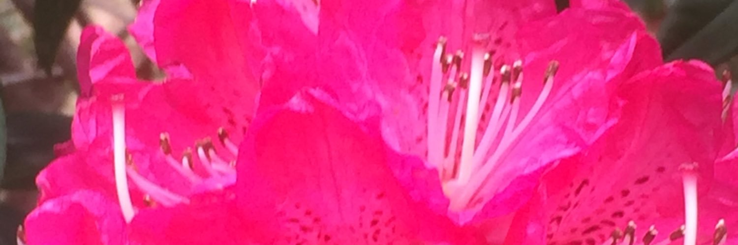 torapati's profile banner image