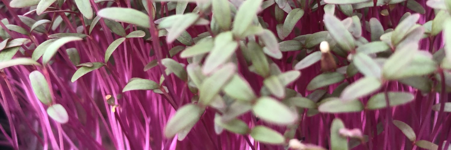FoodRevMund's profile banner image