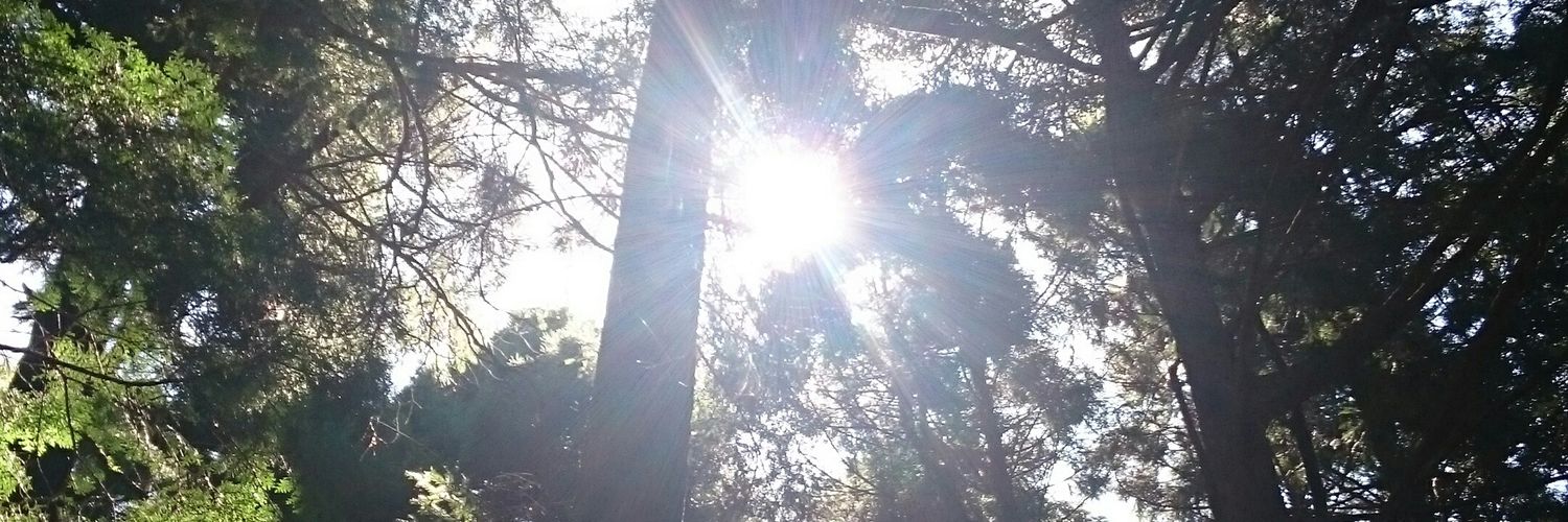 greenaso's profile banner image