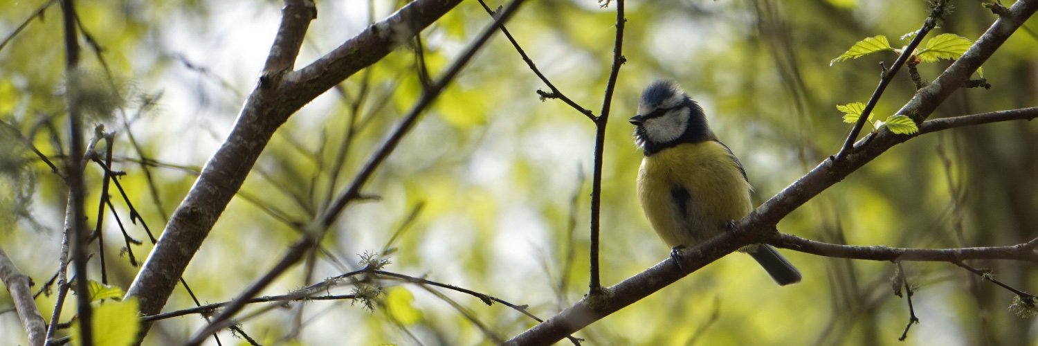 Kirsty Macphie banner