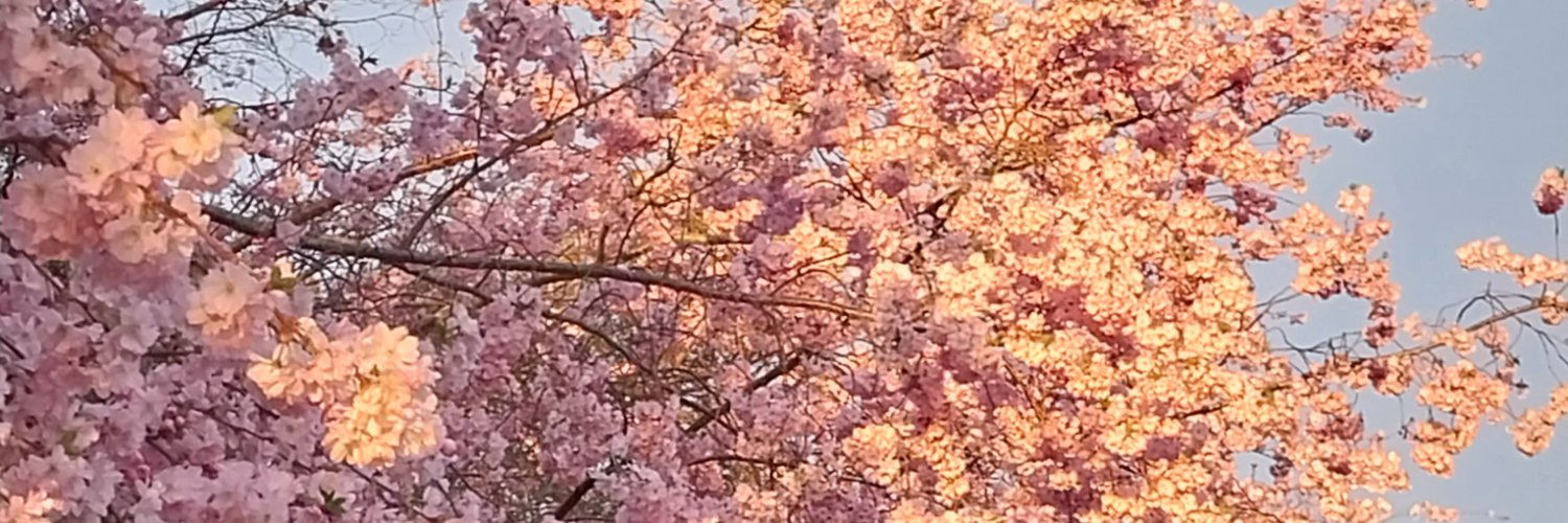 deborahmacnz's profile banner image
