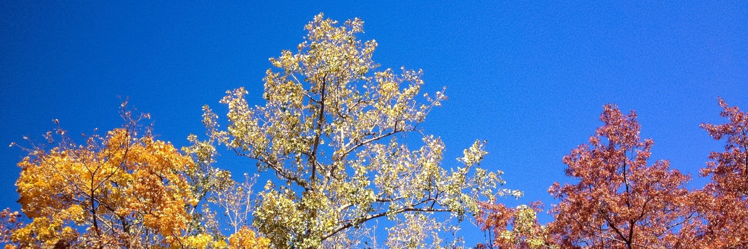 lautles's profile banner image