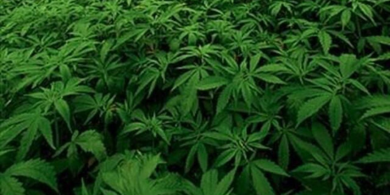 WeedKillsCancer banner
