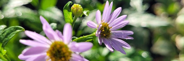 RebaRedmond Profile Banner