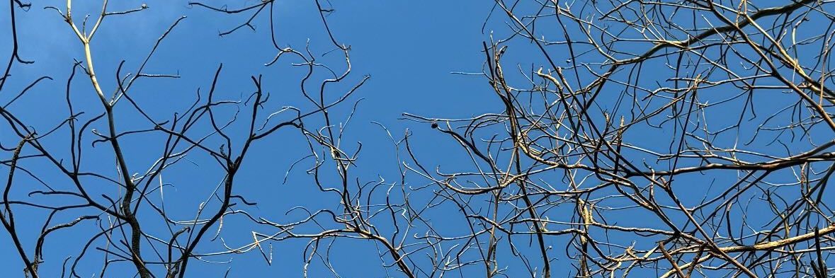 Sukamakansapi Archive | Fan Account banner