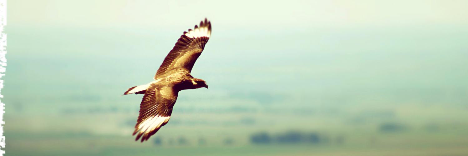 Raúl A. Farías  banner
