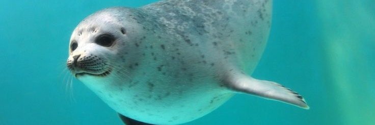 Smoking That Hurtful Urkle || BLM 🇵🇸 1312 banner