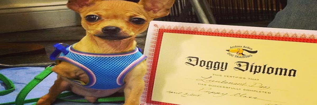 nycdogtrainers's profile banner image