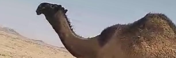 مسعود عبدالله العربي banner