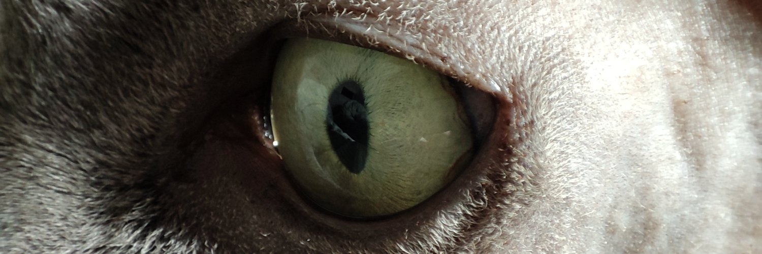 Daniel Hollaender banner