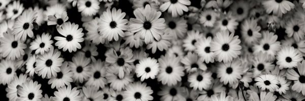 mareli_prz's profile banner image