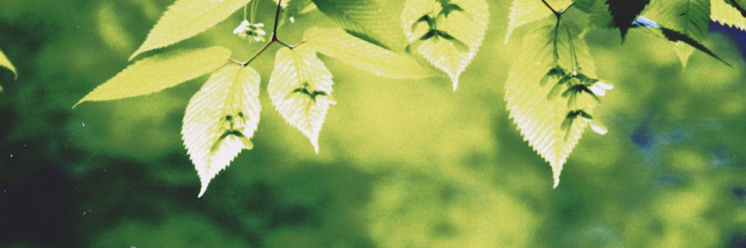 AnemosArcher's profile banner image