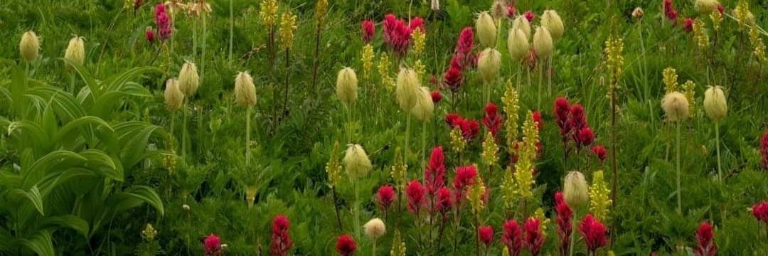 🌺Flower Fancy Pants!🌺's banner