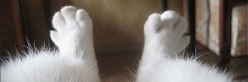 allison 🩰 banner