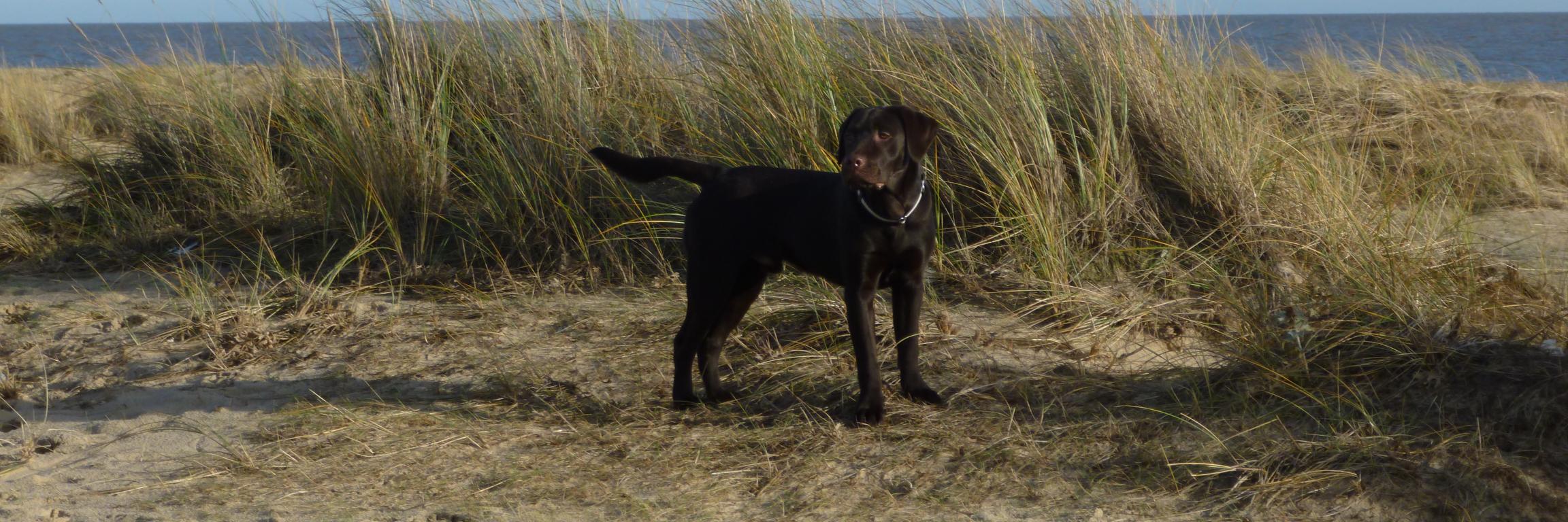 ColinsPetCare's profile banner image