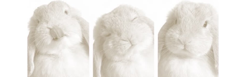 fawndessy's profile banner image