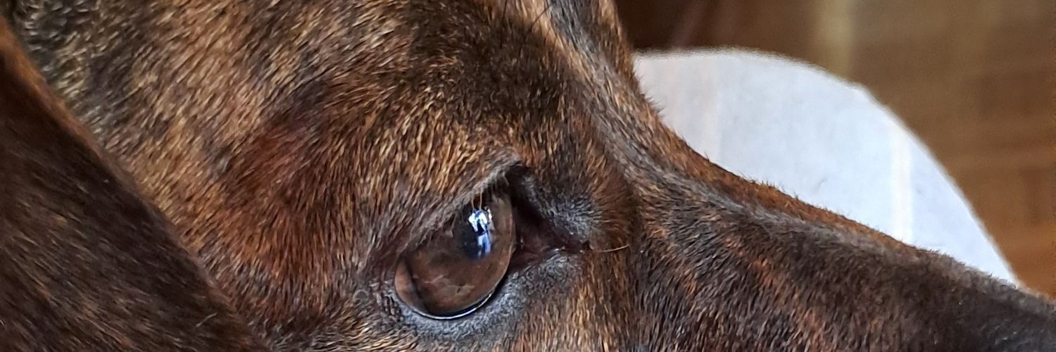 xlupefxy's profile banner image
