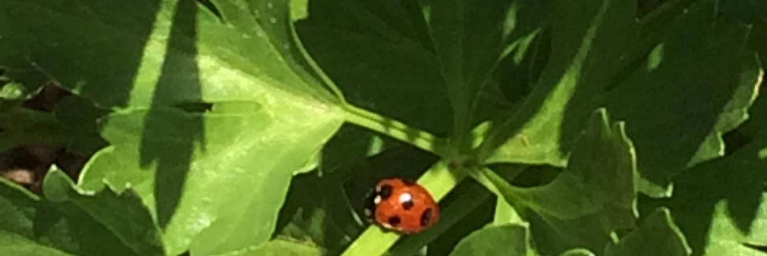 harai_dot's profile banner image