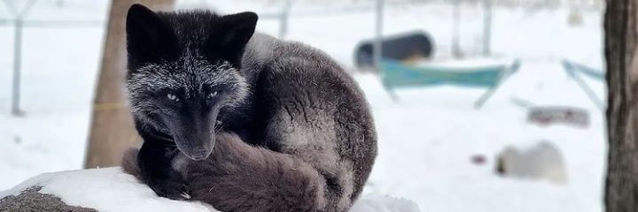 SheiiParisi's profile banner image