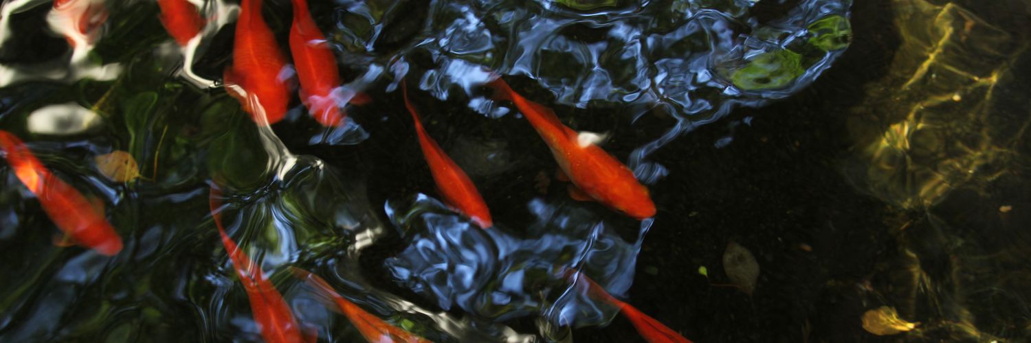 P_mutant's profile banner image