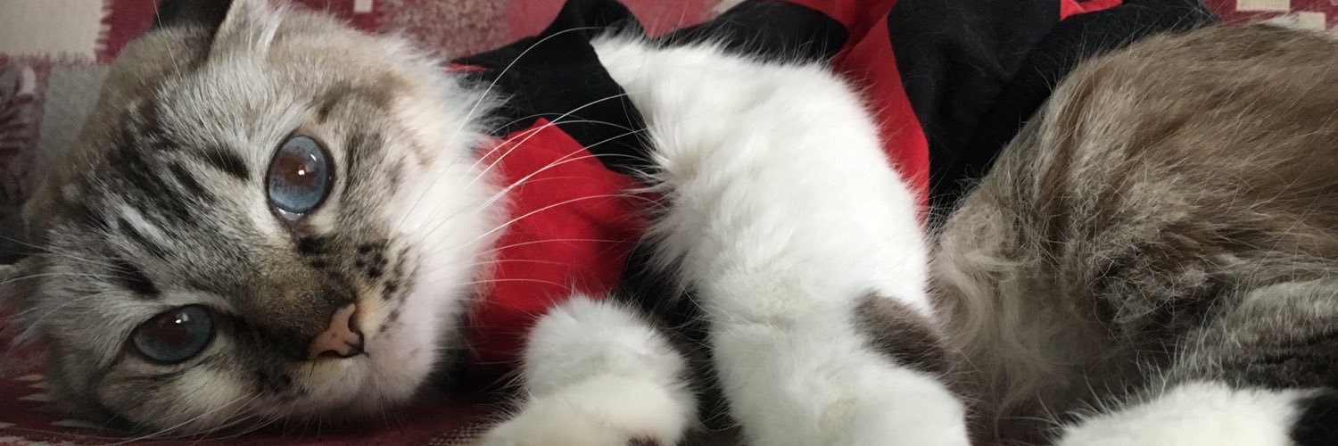yancas_'s profile banner image