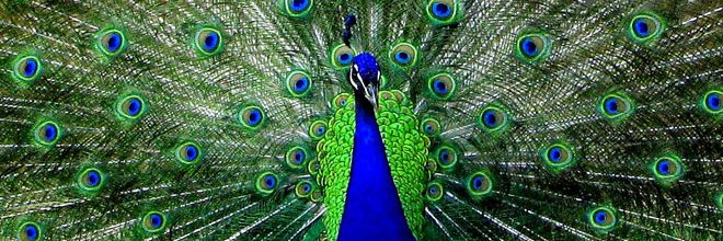 Human Peacocking banner