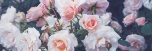 Spiceybelle's profile banner image