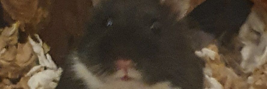 T0bs96's profile banner image