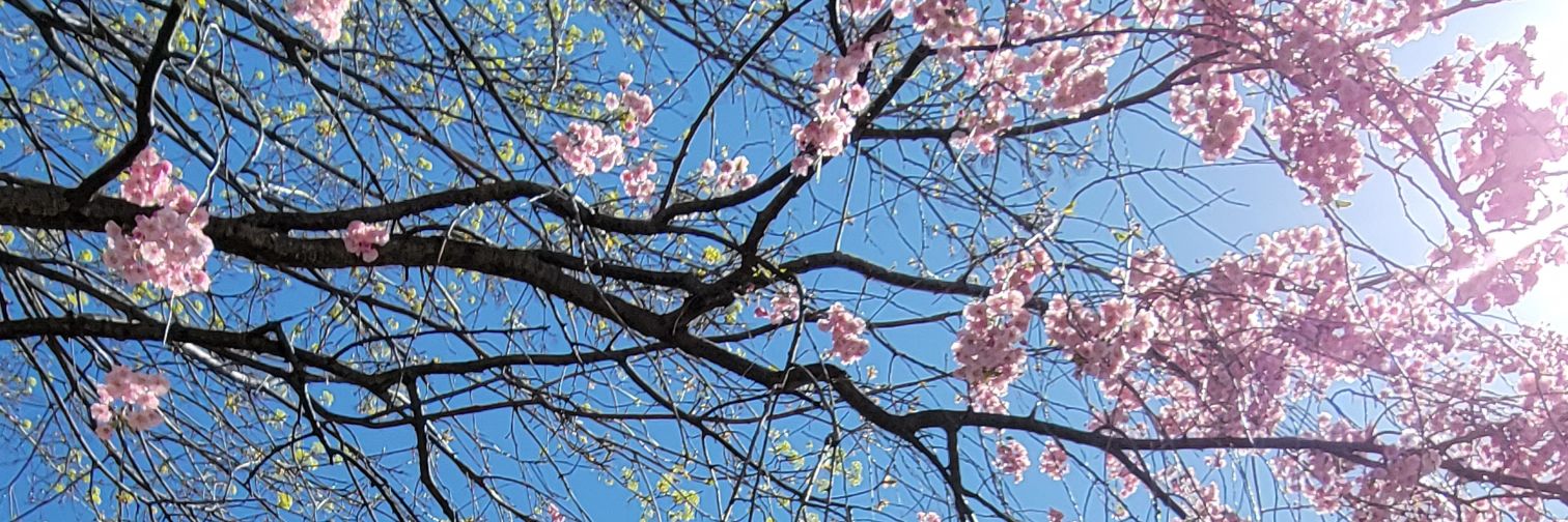 Ms. Edmonstone banner