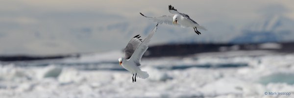 seabird_watch Profile Banner