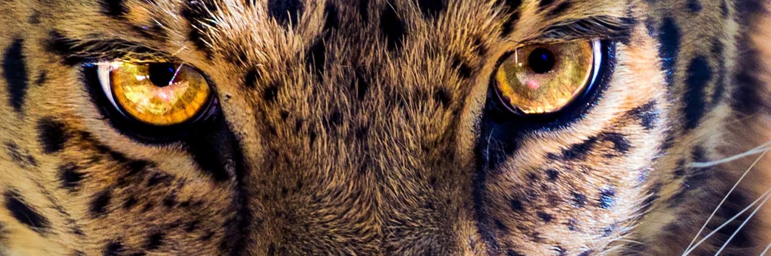 Tiv0z's profile banner image