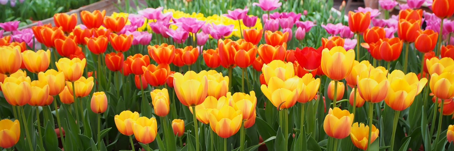 ふじたに💎🍚 banner