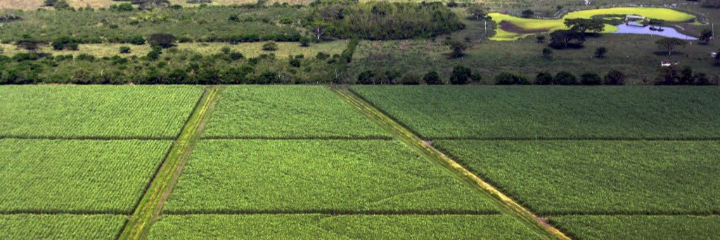 SugarCaneMexico's profile banner image