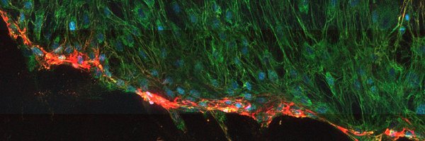 MTFreeberg Profile Banner