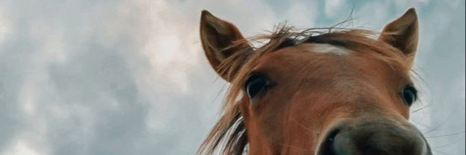 Sga_sofiaa's profile banner image