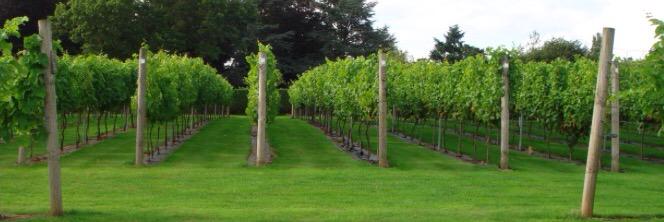 New Lodge Vineyard banner