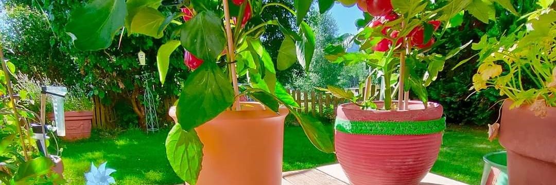 @Muschelschloss.bsky.com banner