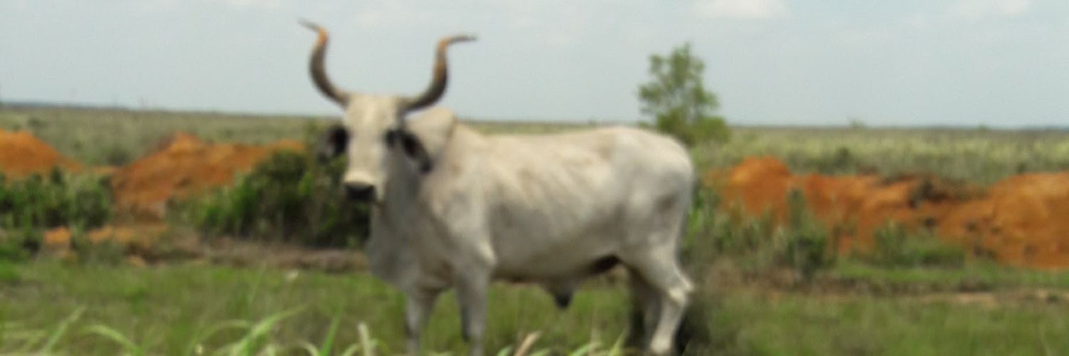 JoseRiap's profile banner image