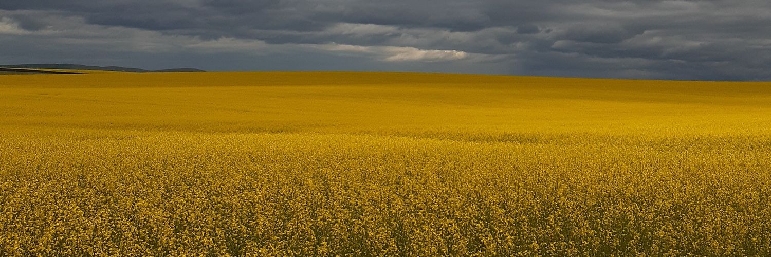 modest_plaid's profile banner image
