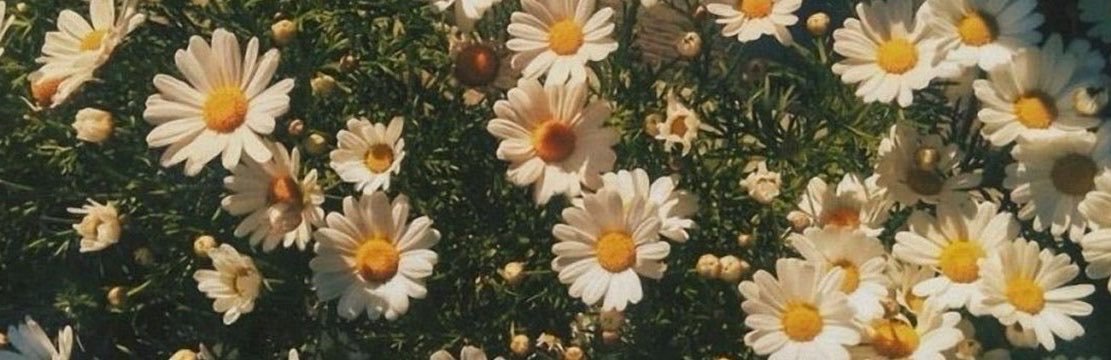 dassyginx's profile banner image