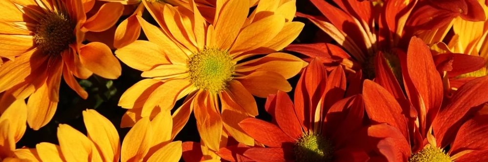camilabalduzzi's profile banner image