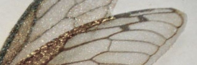 rara banner