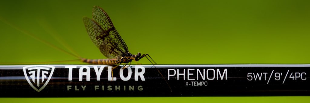 taylorflyfish's profile banner image